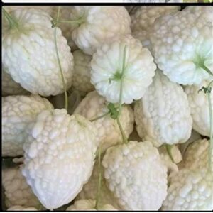 WILLVINE XLL-400 Bitter Gourd White Long High Yield See...