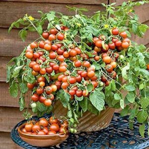 Aywal Hybrid Pusa Ruby High Yield Tomato Seed