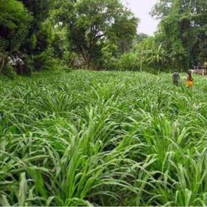 seedito Hybrid bajra seeds highest yield and long green...