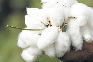 Green World Hybrid Cotton/Kapas Seeds for Agriculture (3 kg seeds)