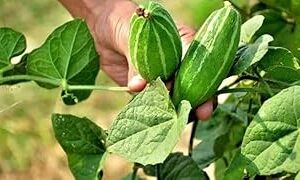 Parval seeds || Seeds for parval (30 seeds)