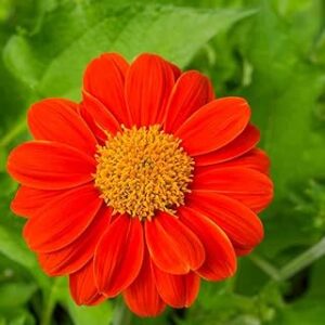 Tithonia Mixed Colour Flower Seeds Hybrid F1 for All Season & Home Garden (50 Seed) By Zabbus