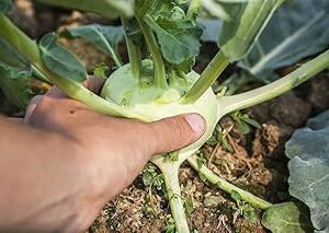 Kohlrabi Seed||Healthy Turnip/salgom/OlkopiSeed||50Piece Organic Seed for Indoor/Outdoor Home gardening||vegitable seed (Pack of-1) A_28