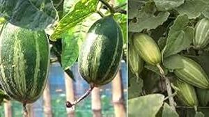 Parwal seeds || seeds for parwal || 14 seeds