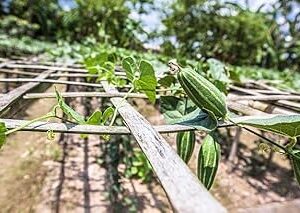 Parwal seeds hybrid all seasons Pack of 22 seeds Green