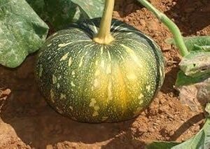 Golden Hills Farm Hybrid Pumpkin gardening seeds (Pack of 50 seeds