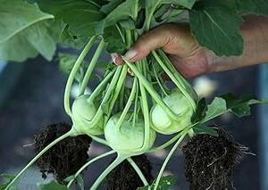 Kohlrabi Seed||Healthy Turnip/salgom/OlkopiSeed||50Piece Organic Seed for Indoor/Outdoor Home gardening||vegitable seed (Pack of-1) A_30