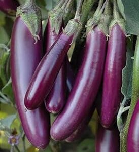 High Germination Seeds for Your Garden/Easy to Grow/Organic Hybrid Long e Eggplant, Branajil Vegetable Seeds for Home and Terrace Gardening (200+ seed)