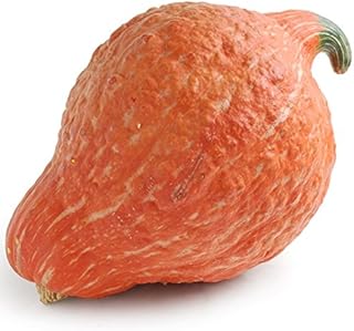 Easy to Grow Golden Hubbard Winter Squash Seeds for Growing-20 Seeds