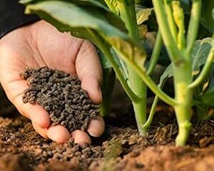 Creative Farmer Vermi Compost -Boost Flowering Flower Fertilizers (500 Gram)