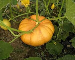 Pumpkin Kaddu Seeds for Open Ground Garden Beds or Balcony Pots Organic Hybrid Planting Seeds Pack of 40