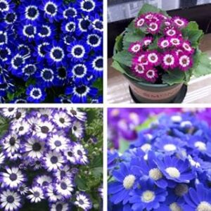 Cineraria Flower Seeds for Home Gardening and All Season Pack of 50 Seeds By Zabbus