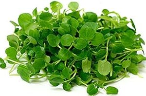 Creative Farmer Herb Yielding Seeds - Chinese Watercress Vegetable Seeds Kitchen Garden Pack