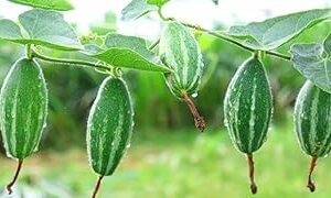 parwal seeds hybrid all seasons (20 seeds)_iya_08