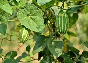 Parval seeds for home garden (20 seeds)