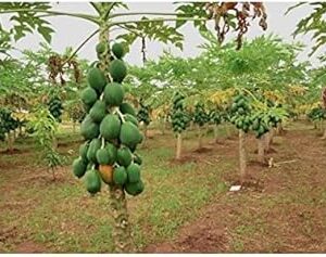 Dwarf Variety Huge Production Hybrid Seed-1 Pack Of 30Seeds