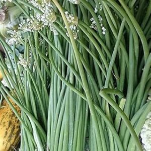 GARDENIFY INDIA SINGRA PLANT SEEDS (50 SEEDS/PACKET)