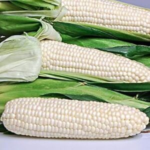 VIBEX -® VXL-136 Sweet Corn Seeds -EDEN WHITE - Hybrid Sweet Tasting Corn