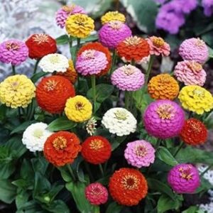 Zinnia Flower Seeds Mix Colour Hybrid Flower Seeds for All season 50 Seeds By ZABBUS (Mixed)
