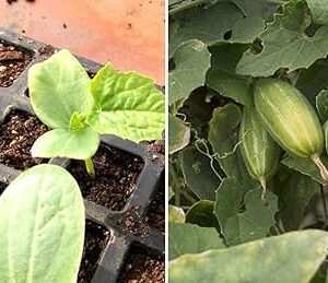 Parval seeds, High germination (30 seeds)