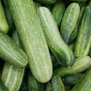 DEYS AGRO ™ High Yield Cucumber Seeds F1 Hybrid for Hom...