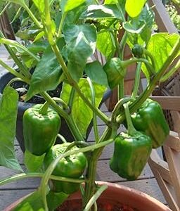 60-Pack Green Bell Pepper Seeds – Organic Hybrid Variety for Gardeners
