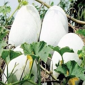 GREEN AGROFARM Asian Wax Gourd Seeds, White-Green, Natural Seeds, Climbing Vine Style, Full Sun Outdoor Growing, Well-Draining Soil Pack of 20