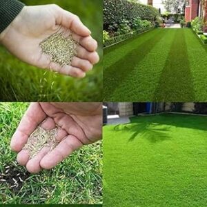 American Bermuda Fast-Growing Seed Pack for High-Traffic Lawns - 5500 Durable Seeds for Optimal Coverage