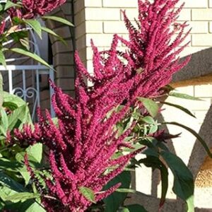 Creative Farmer Flower Seeds : Amaranthus Hypochondriacus Growing Seeds Gardening Seeds Garden [Home Garden Seeds Eco Pack] Plant Seeds