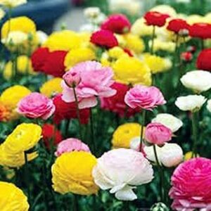 LIVE GREEN flower seeds | Carnation Mix Color Flower Seeds (100 seeds pack)
