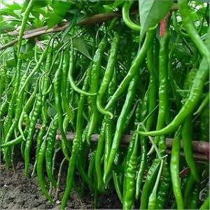 Devender Farm Long Green Chilli Seeds, F1 Hybrid Vegetable Seeds, Pack of 100+, for Home Garden