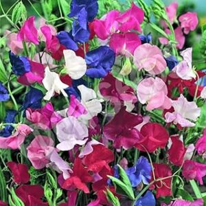 Zabbus Seeds Sweet Pea Mixed Colour Flower Seeds Hybrid F1 Seeds for Home Garden All Season (100 Seed)