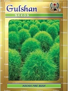 Gulshan Seed Farm Kochia Flower Seeds – Green Fire Bush, Summer Cypress, Mexican Fireweed, Ideal for Home & Terrace Gardening