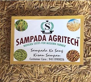Sampada Foods Agritech | Pusa Basmati Paddy Seeds Sharbati | Dhan, Rice & Paddy Seeds For Farming & Agriculture (Kheti ????) | Pure Pusa Basmati Rice Seeds | 1 Kg