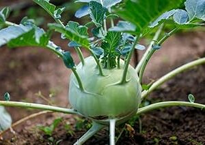 Kohlrabi Seed||Healthy Turnip/salgom/OlkopiSeed||50Piece Organic Seed for Indoor/Outdoor Home gardening||vegitable seed (Pack of-1) A_13