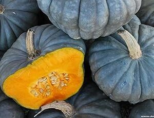 M-Tech Gardens New Rare Hybrid Pumpkin " Blue Giant " Exotic 10 Vegetable Seeds for Growing