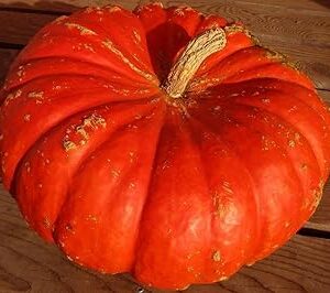 M-Tech Gardens Rare Hybrid Pumpkin " Red Giant " Exotic 10 Vegetable Seeds for Growing