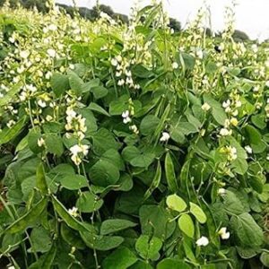 Sem fali seeds for garden,Vegetale seeds 100% germination (20 seeds)