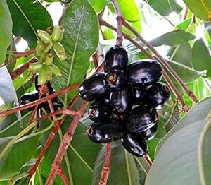 Creative Farmer Fruit Seeds Saval Naval Blackberry Like Fruit - Syzygium Cumini Seeds For Garden Fruit Seeds Kitchen Garden Pack