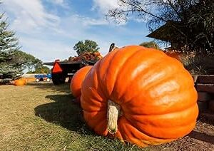 M-Tech Gardens Hybrid Pumpkin " Giant " Exotic 10 Vegetable Seeds for Growing