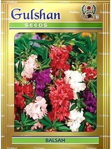 Gulshan Seed Farm Balsam Flower Seeds - 0.80g – 25+ Seeds | Fast-Growing, High-Germination Seeds for Home, Balcony & Terrace Gardening | Colorful Summer & Monsoon Blooms | Non-GMO, Easy to Grow
