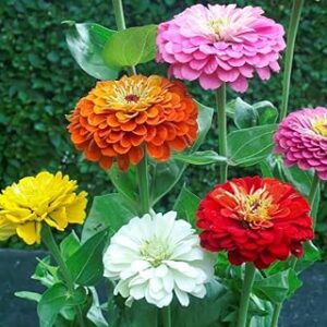 Zinnia Flower Seeds Hybrid Flower Seeds Winter Flower Seeds 50 Seeds By ZABBUS (Mixed)
