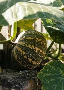 Organic Pumpkin Seeds Plant – Pack of 100