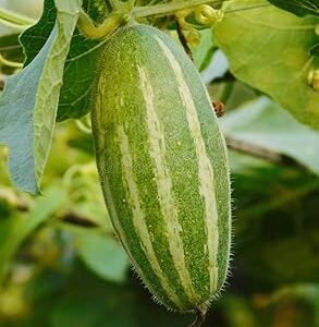 Parwal plant seeds || Seeds for parwal plant (14 seeds)