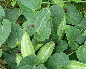 20 seeds, Parval seeds, Germination tested (20 seeds)