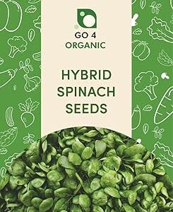Organic Spinach Seeds for Home Gardening – High-Germination, Heirloom, Non-GMO Leafy Vegetable Seeds | Fast-Growing, Nutrient-Rich Palak for Pots, Terrace, Kitchen Garden & Farms