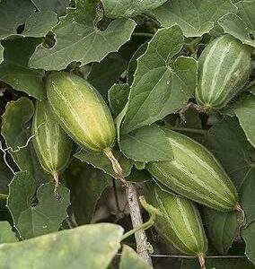 10 seeds, Parval seeds, Germination tested (10 seeds)