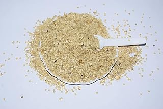 Siddhi Grafted plant seed/Eggplant seed/Turkey berry seed/Solanum Torvum seed can be Used for Grafting brinjal and Used as Vegetable pack of (1000)