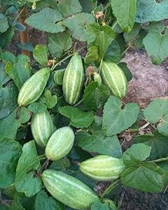 Parval seeds for home garden (5 seeds)
