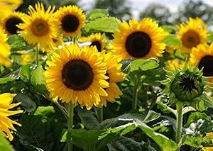 Big sunflower seeds for planting || Planting seeds for big sunflower,High Germination seeds pack of 5